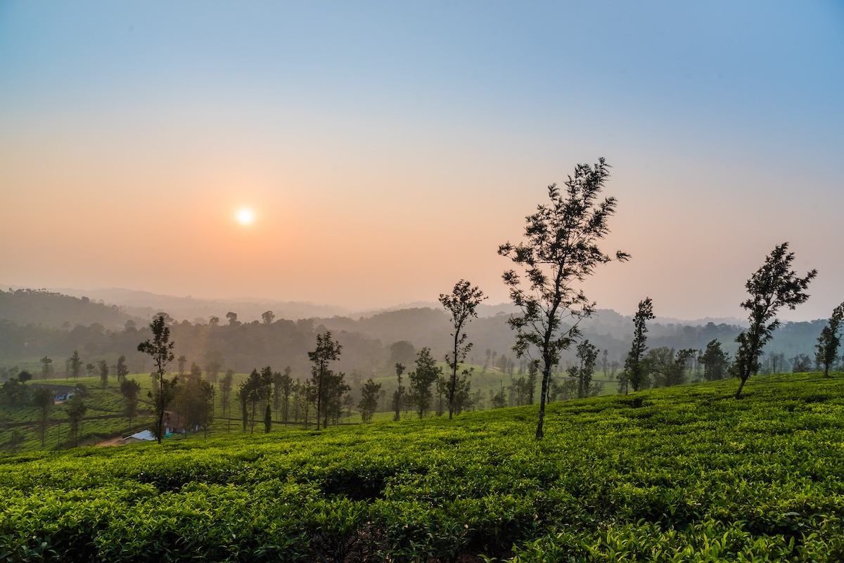 tea,plantation,during,beautiful,sunst.,tea,plantation,of,coorg,karnataka