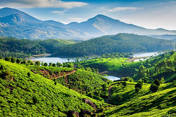 things to do in munnar 600
